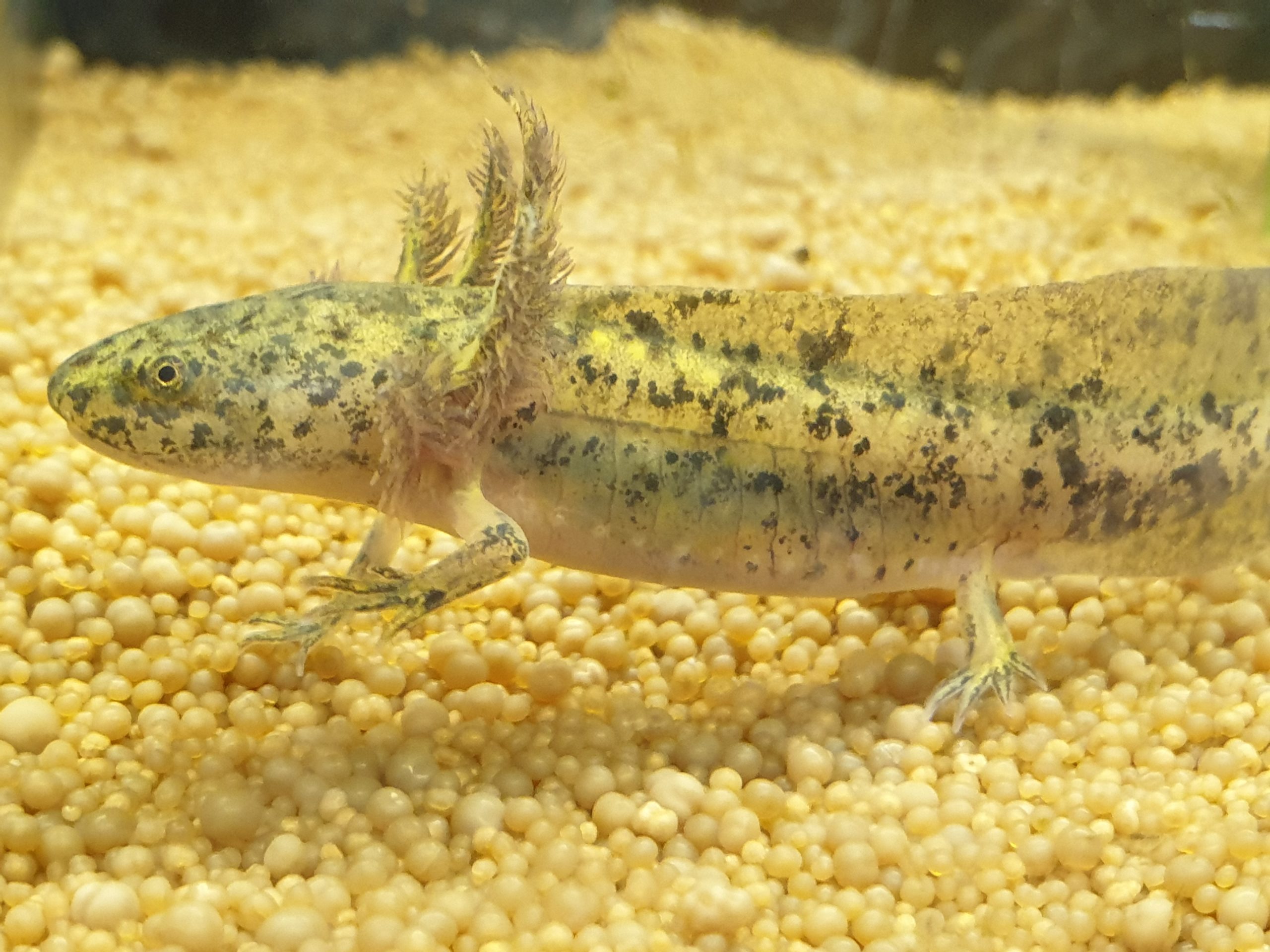 Axolotl-Rhein-Main