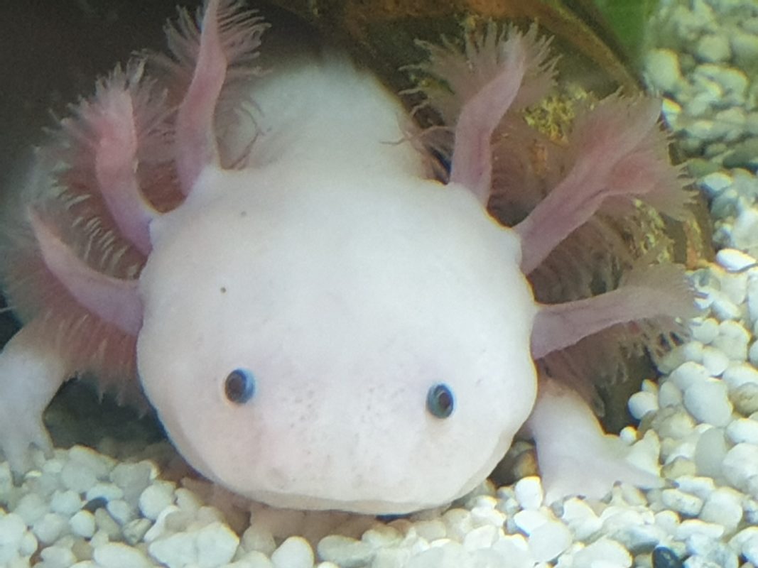 Ambystoma Mexicanum - Axolotl Adult Weißling - Aquaterra-Markt