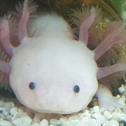 Ambystoma Mexicanum - Axolotl Adult Weißling - Aquaterra-Markt