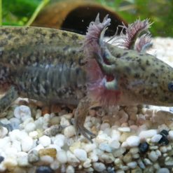 Ambystoma Mexicanum - Axolotl Juvenil Wildform - Aquaterra-Markt