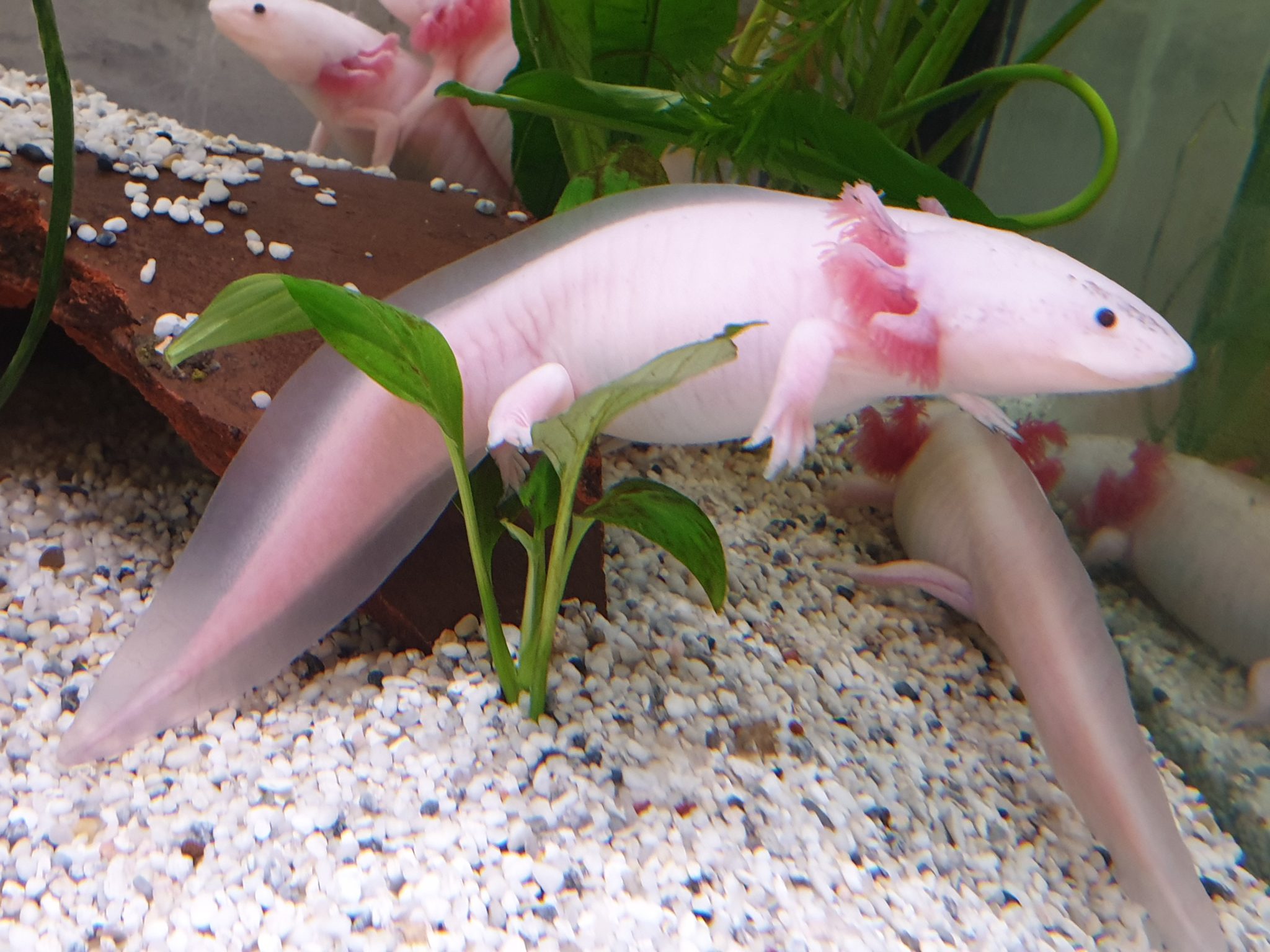 Ambystoma Mexicanum - Axolotl Adult Weißling - Aquaterra-Markt