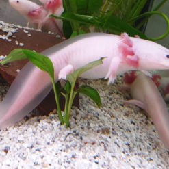 Ambystoma Mexicanum - Axolotl Adult Weißling - Aquaterra-Markt