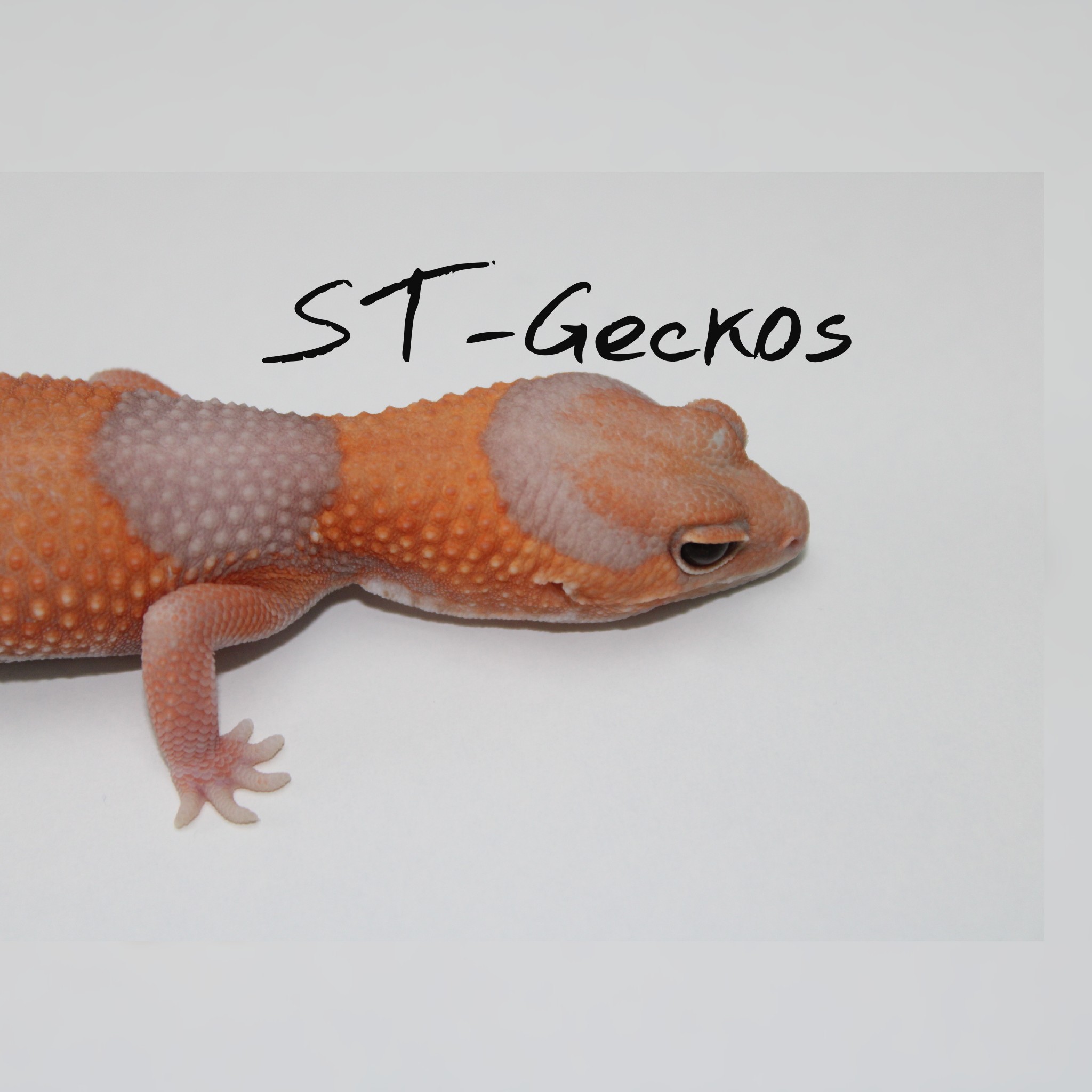 ST-GECKOS