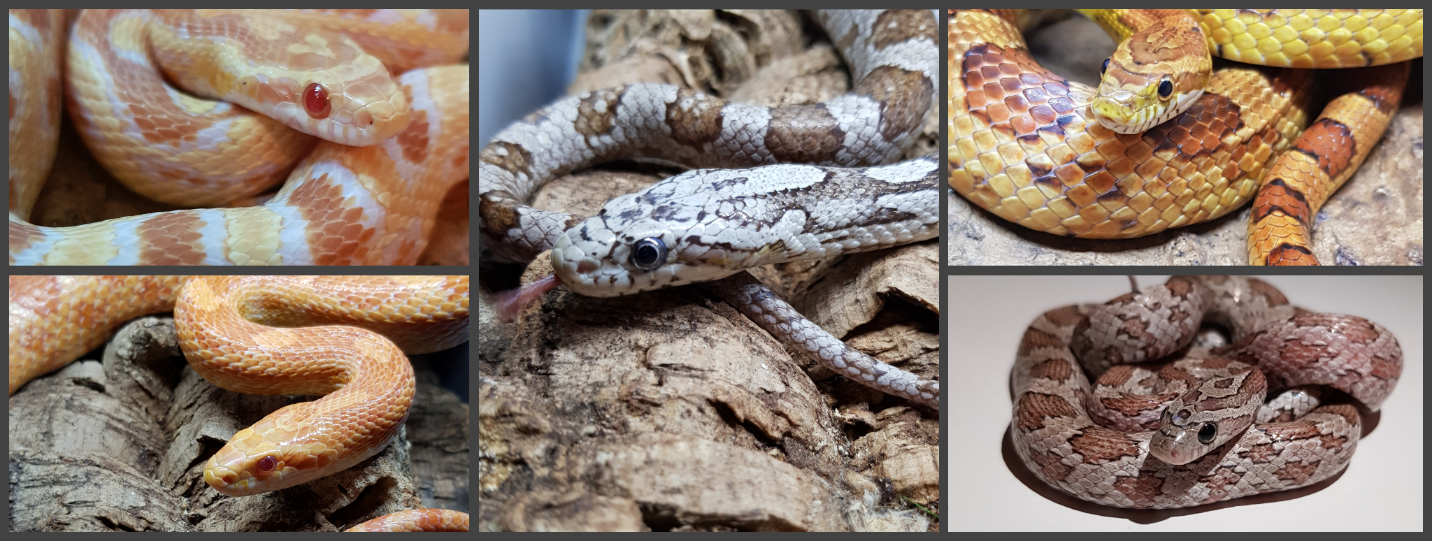 MH CORNSNAKE'S