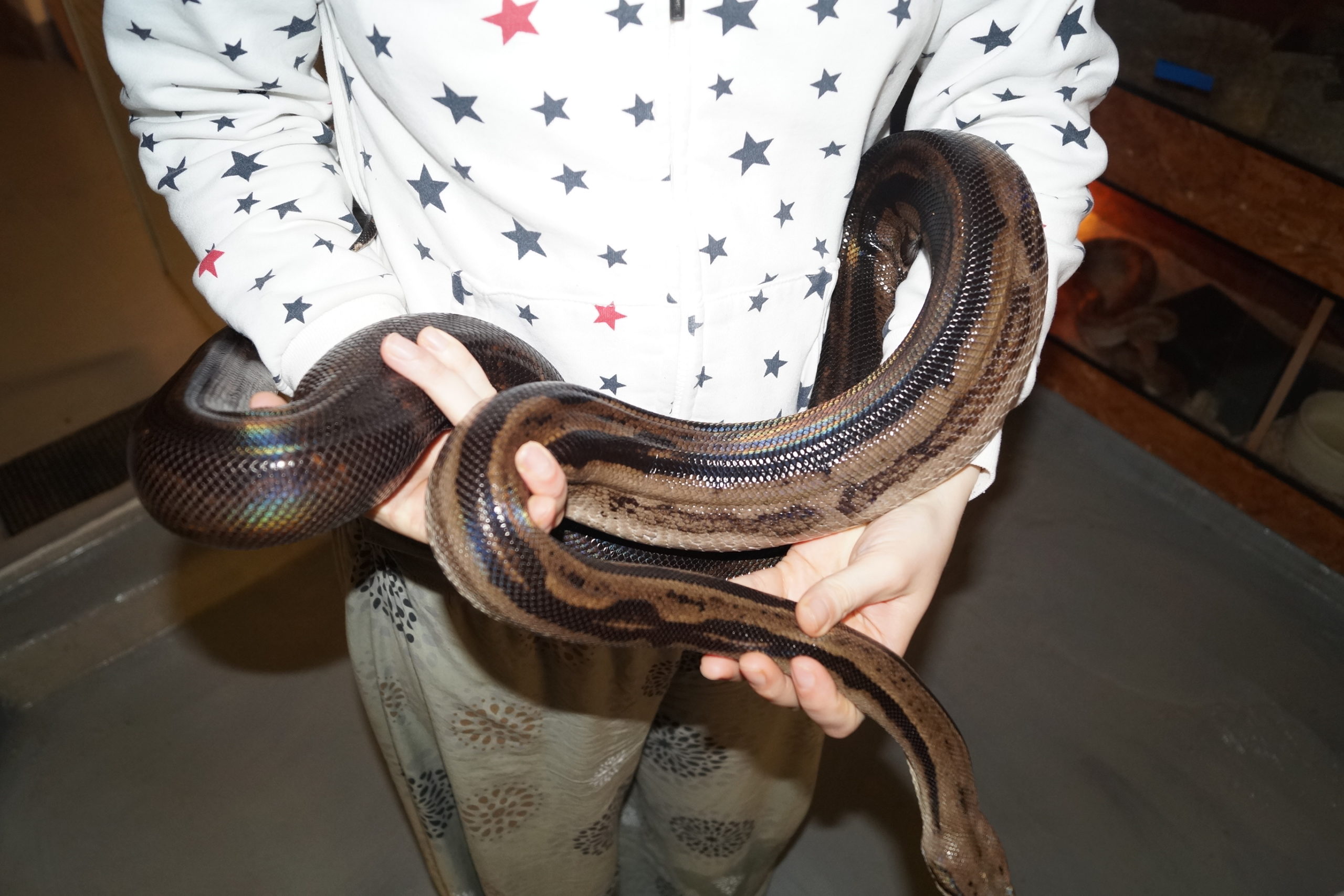 Boa constrictor imperator -Zuchtweibchen Central Motley het T+Albino