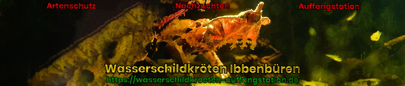 Wasserschildkroeten Ibbenbueren